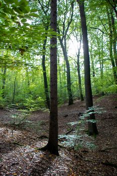 Peaceful forest scene with sunlight filtering through tall trees in Aumühle, Germany.