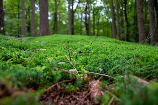 Explore the rich, green moss covering the forest floor in the serene Sachsenwald, Aumühle.