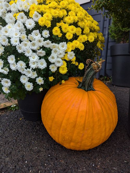 Free Bright orange pumpkin and colorful chrysanthemums in an outdoor fall setting. Stock Photo