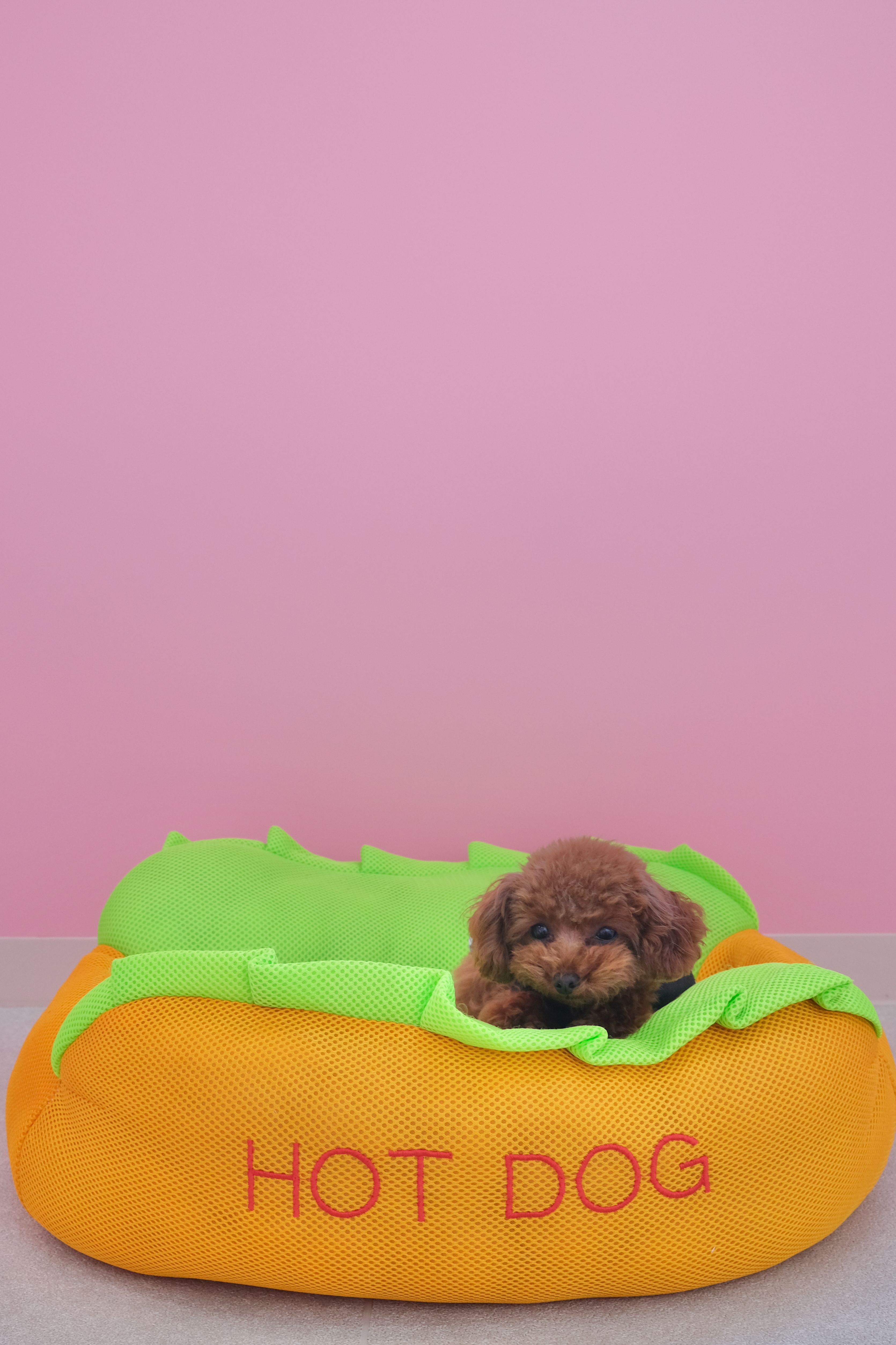 Cute brown puppy in a hot dog-shaped bed with pink wall backdrop, Japan
