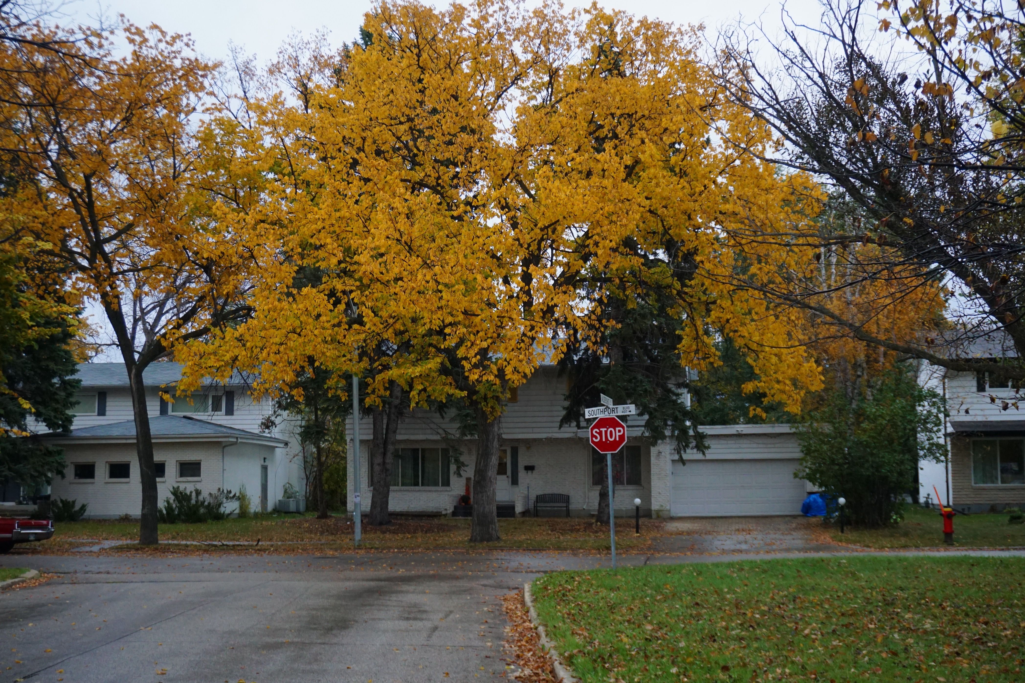 Autumn afternoon on a quiet residential corner between the Canterbury and Barrington areas of Upper Arlington