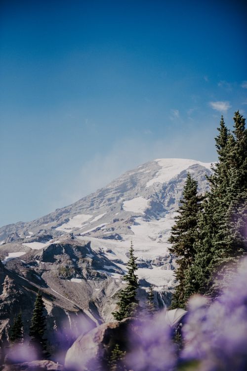 Free Glorious view of Mount Rainier with pine trees under a clear blue sky. Stock Photo