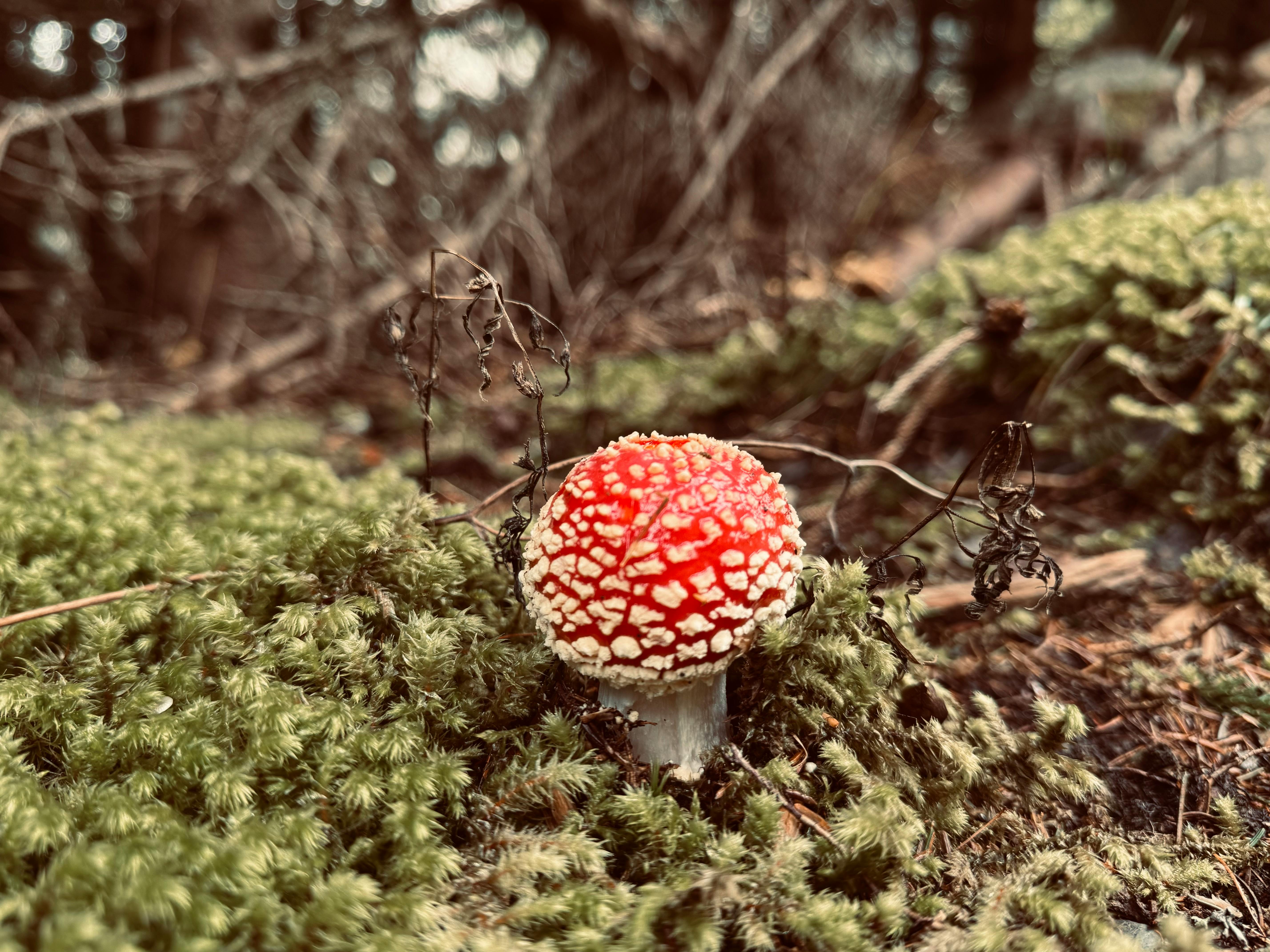 Vibrant Red Amanita Mushroom in Forest Setting