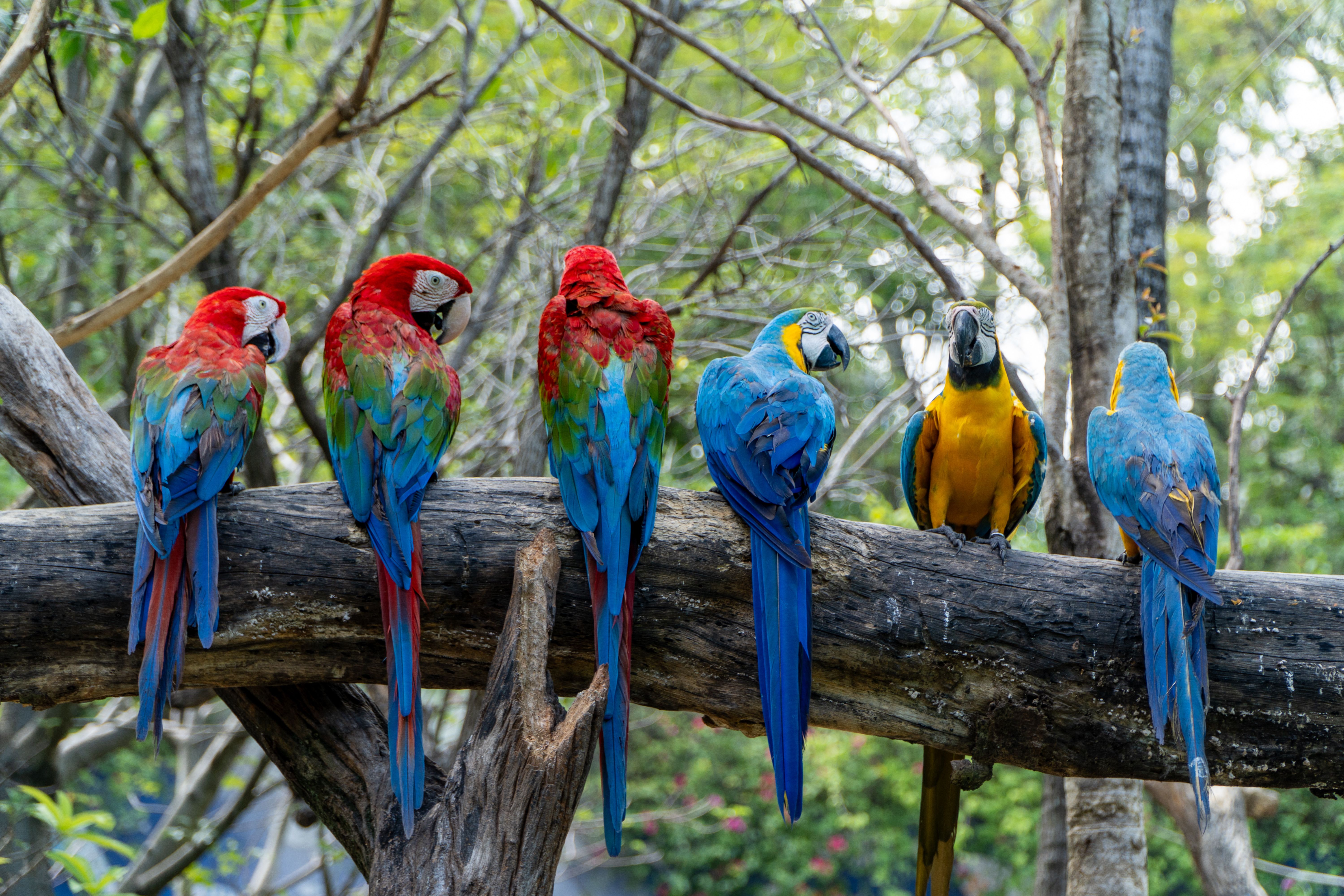 Macaw