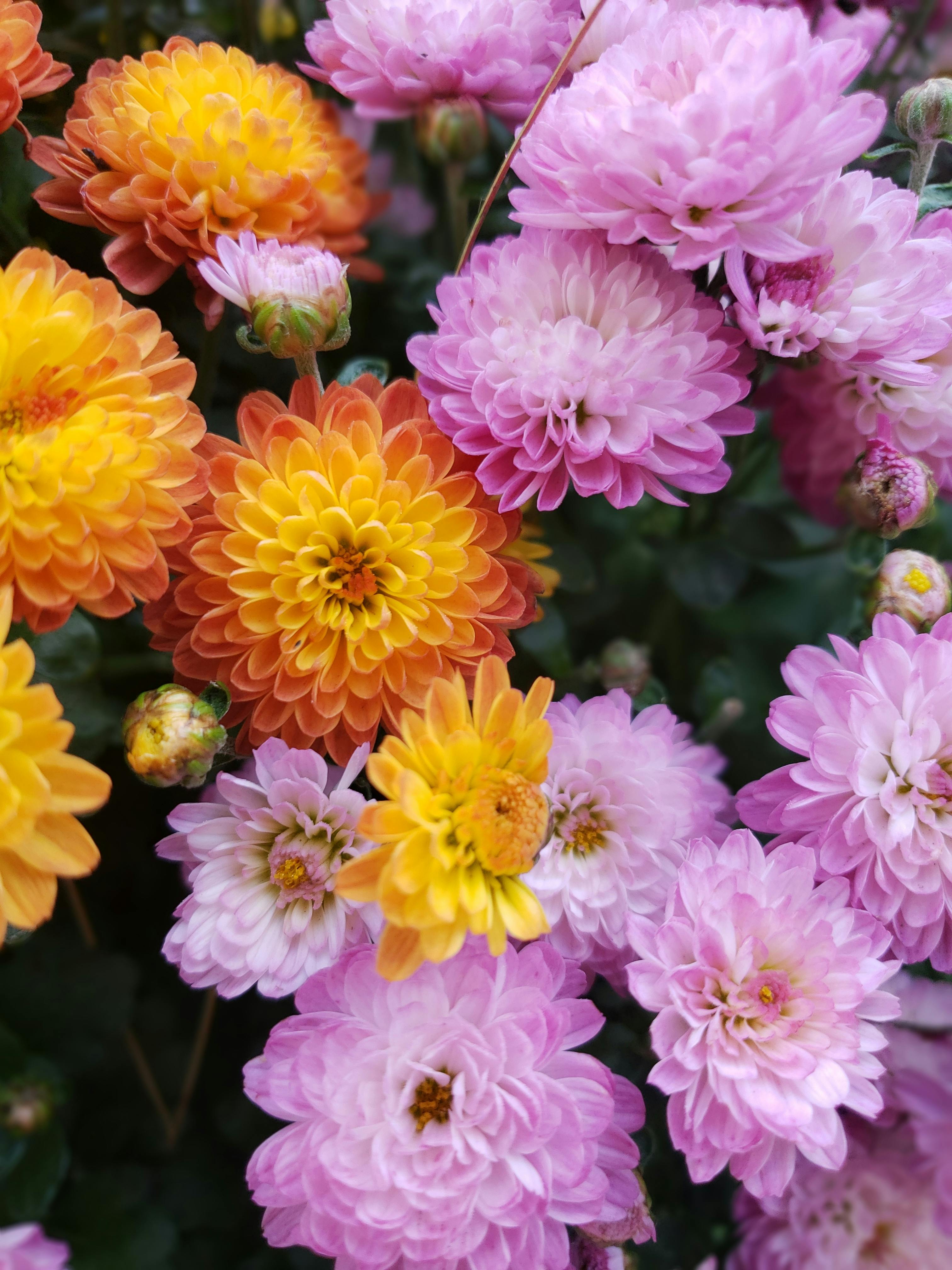 Chrysanthemum Flower Orange - Free photo on Pixabay - Pixabay