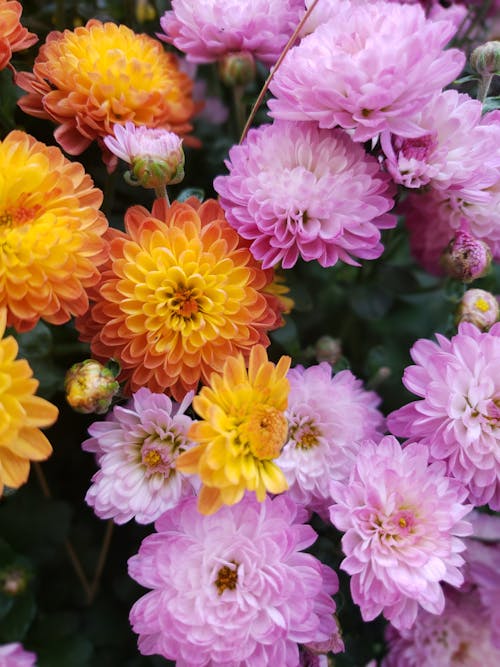 Free Photo of Yellow and Purple Flowers Stock Photo