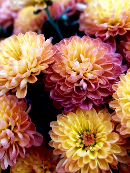 Free Yellow and Pink Petaled Flowers Stock Photo
