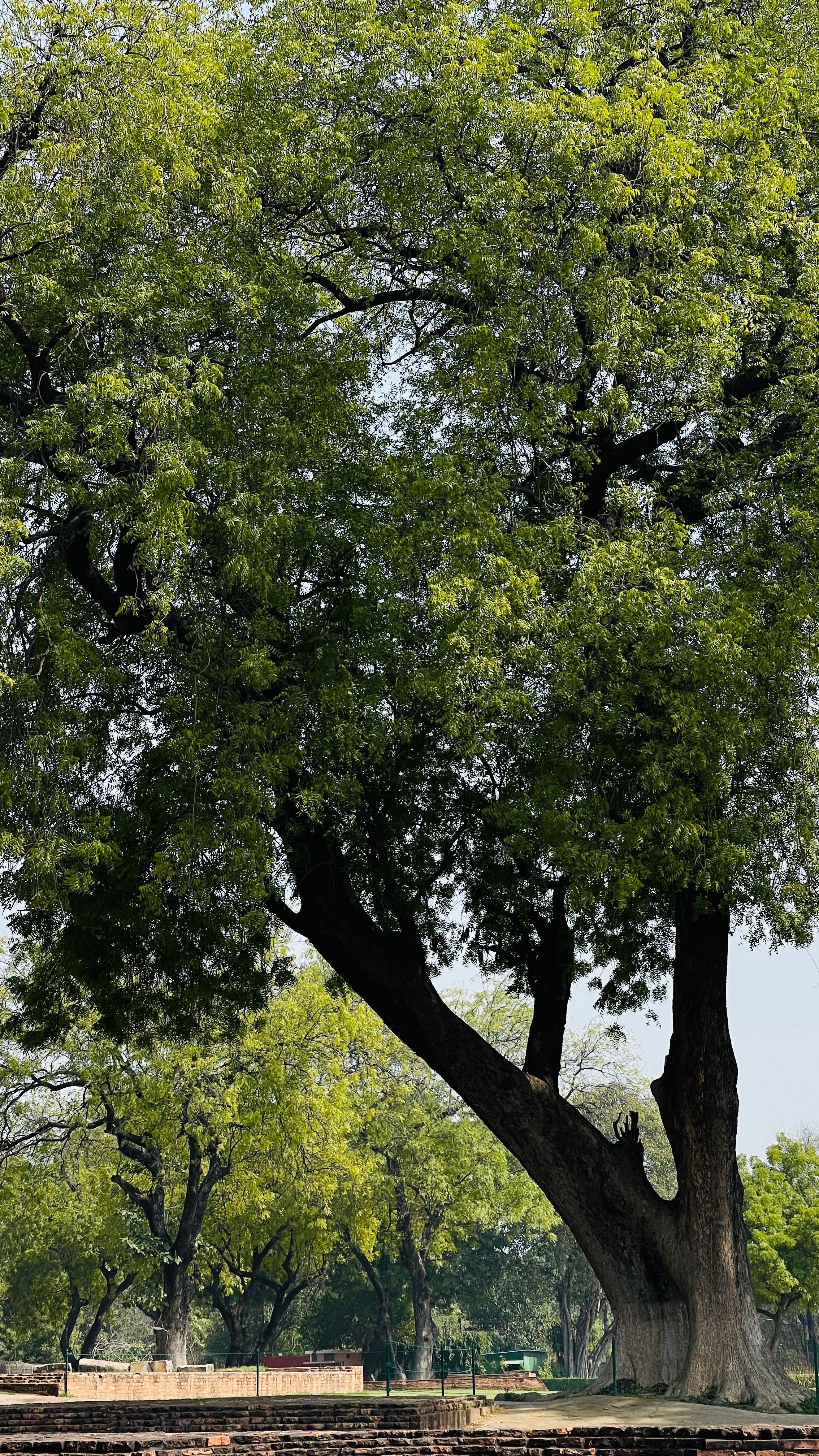A sprawling tree in a vibrant green forest bathed in daylight.