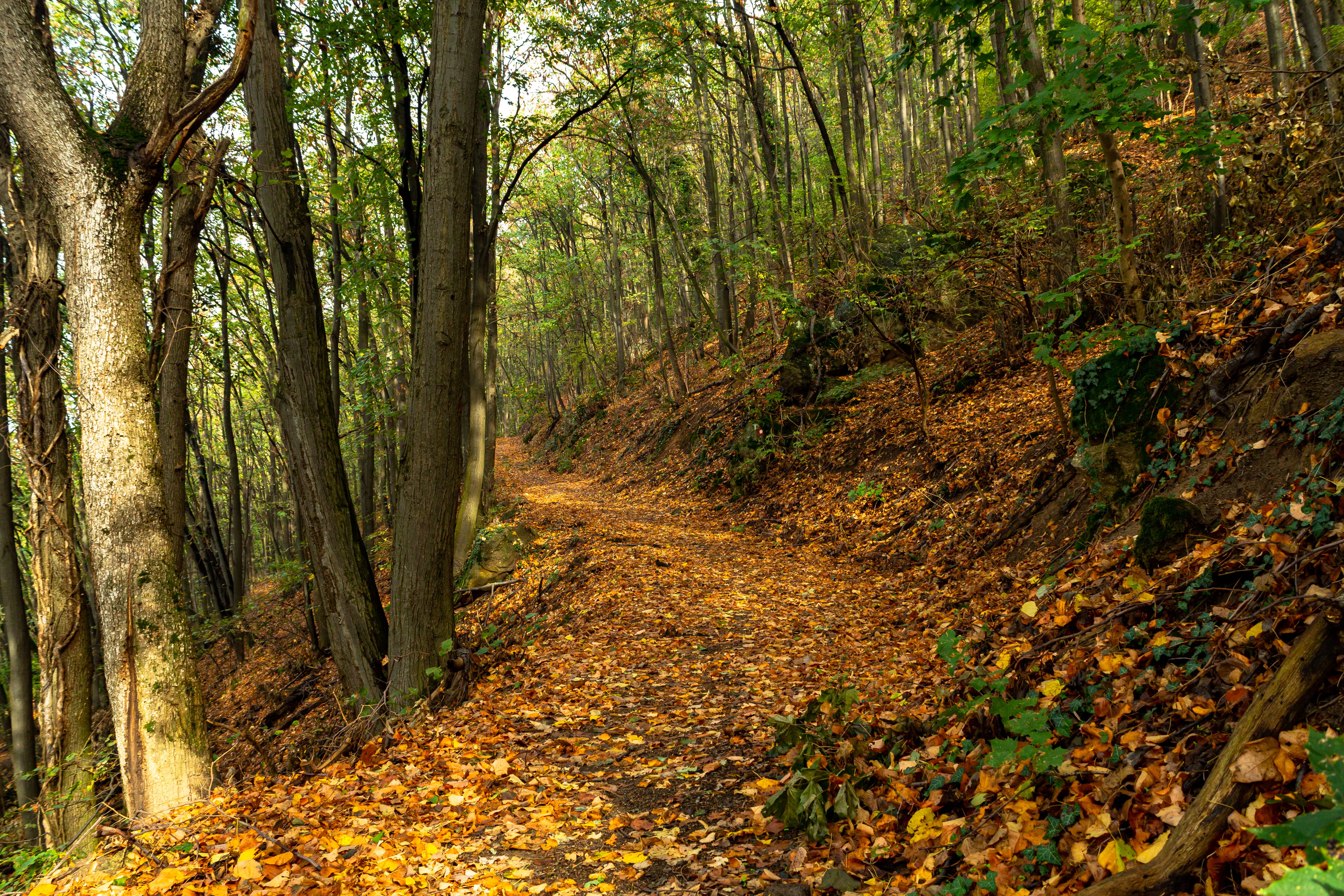 Serene Autumn Pathway through Vibrant Forest · Free Stock Photo