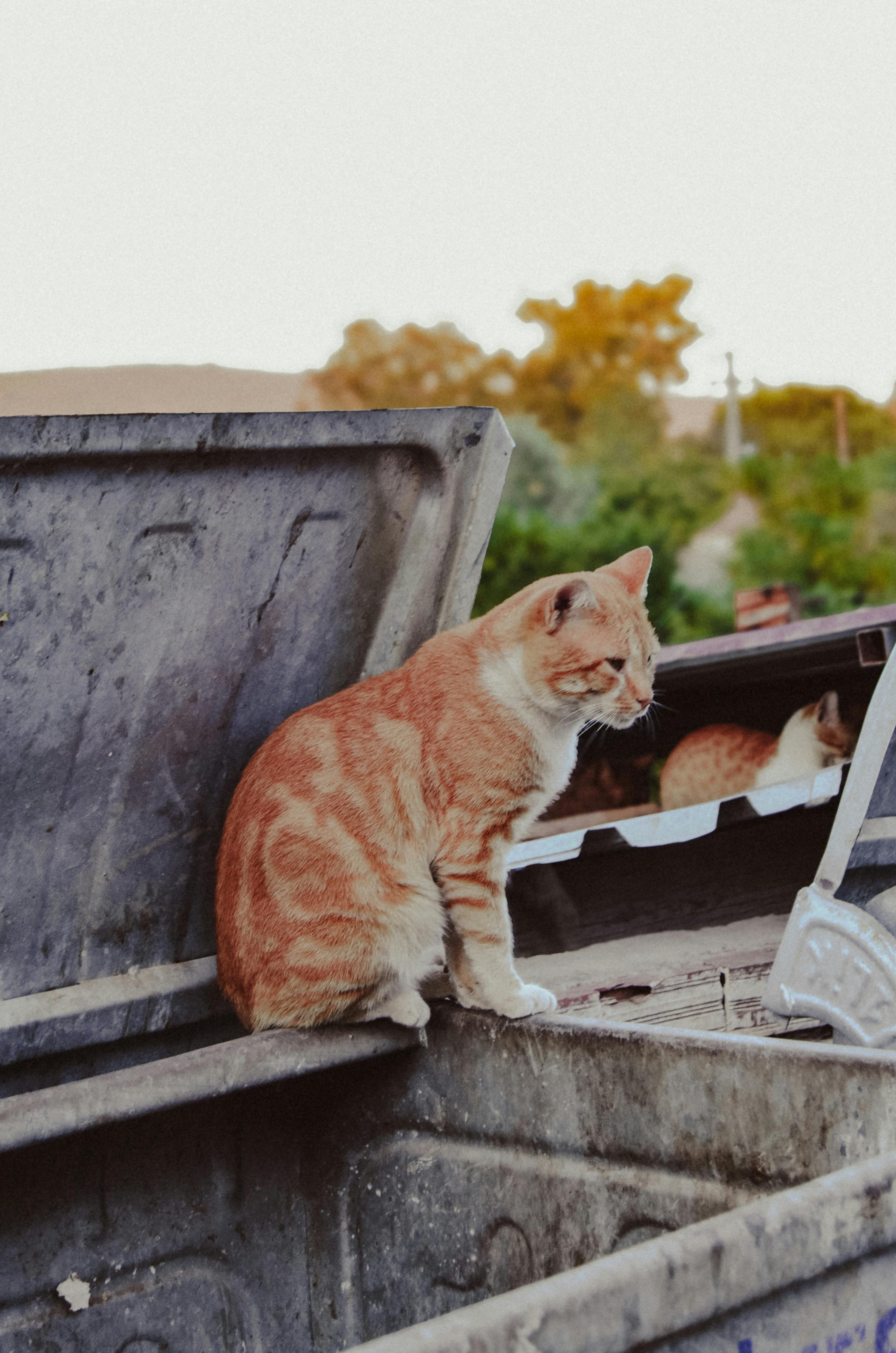 Katzentoilette