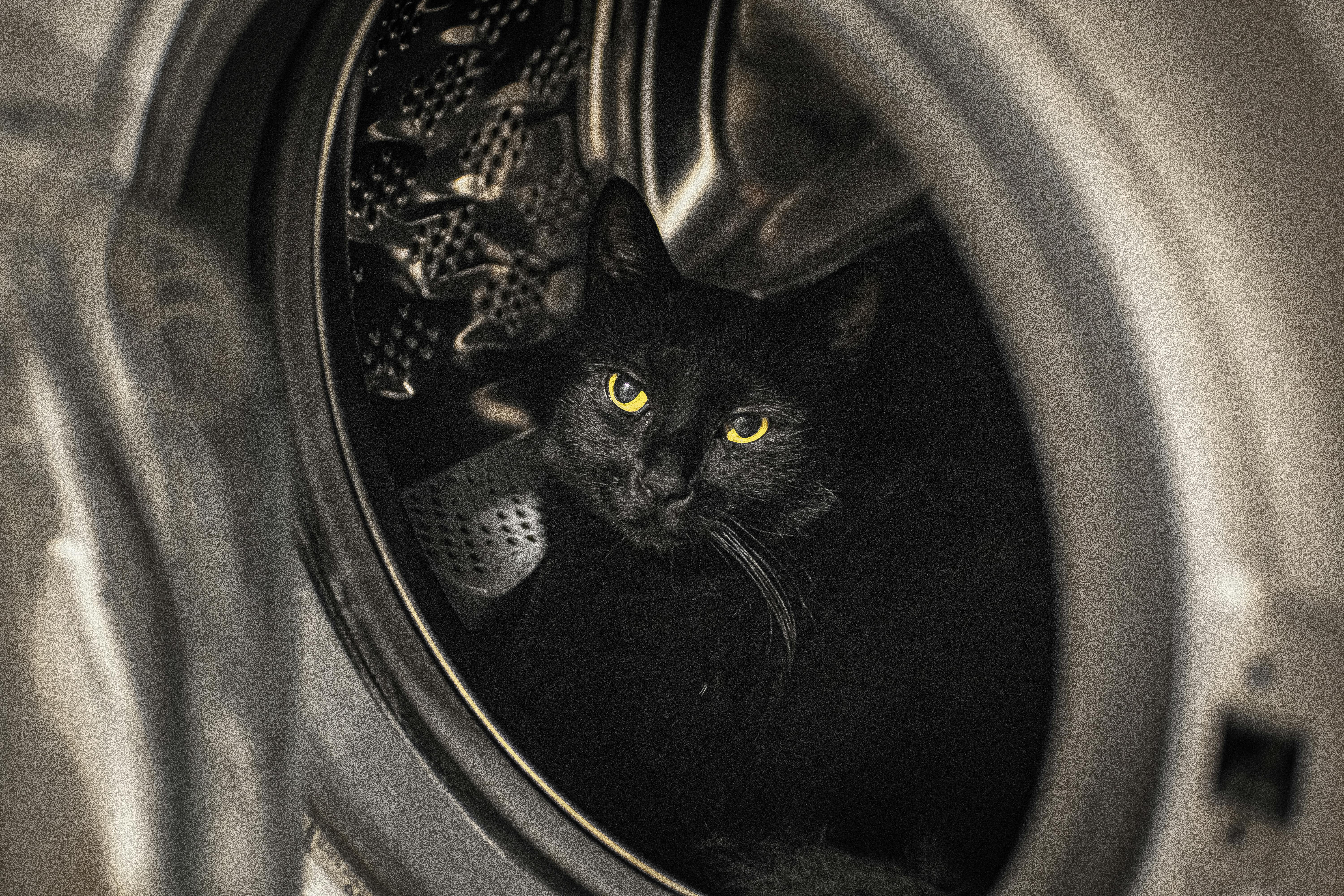 Animal In Appliance Photos, Download The BEST Free Animal In Appliance