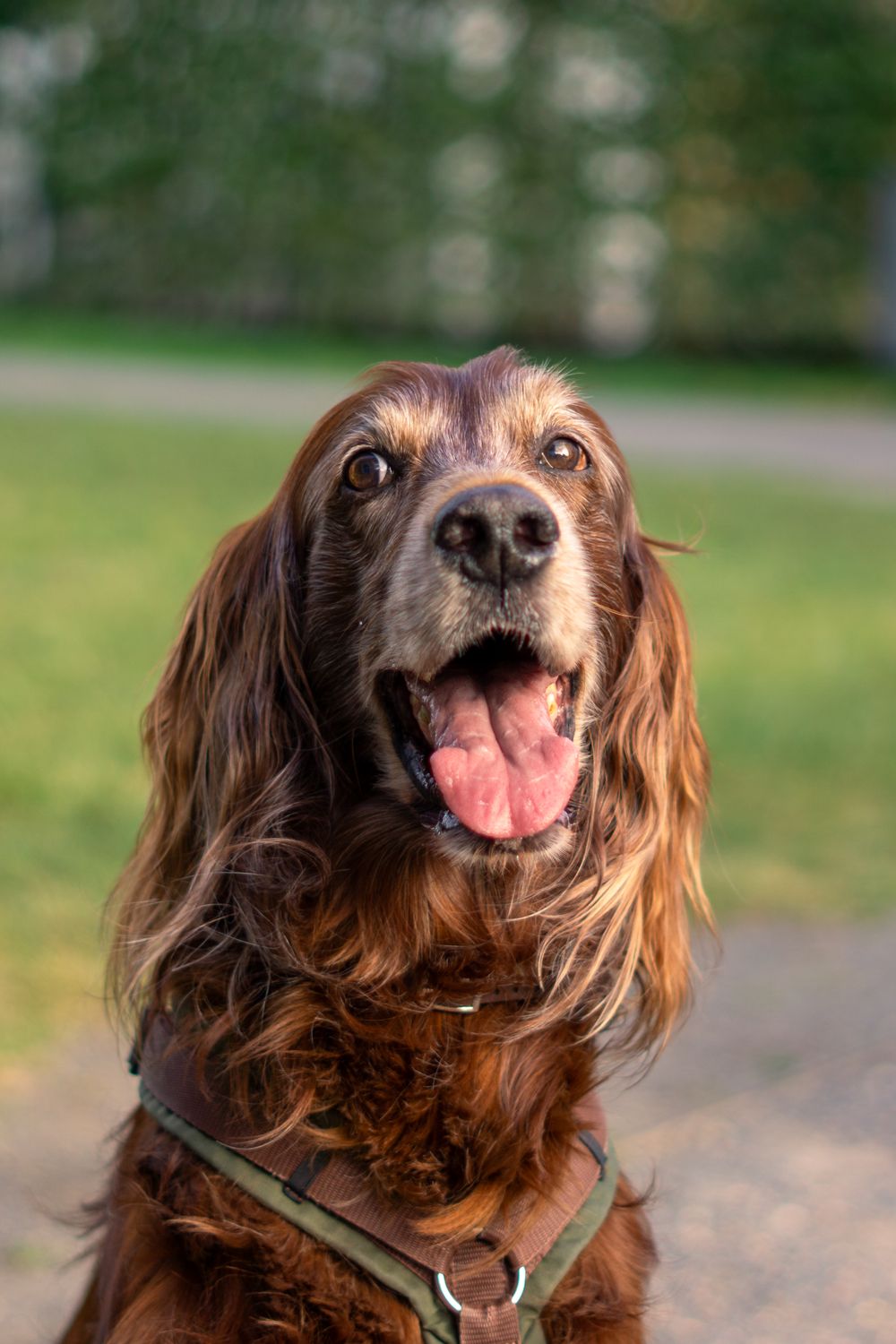 Irish Setter, photo 5