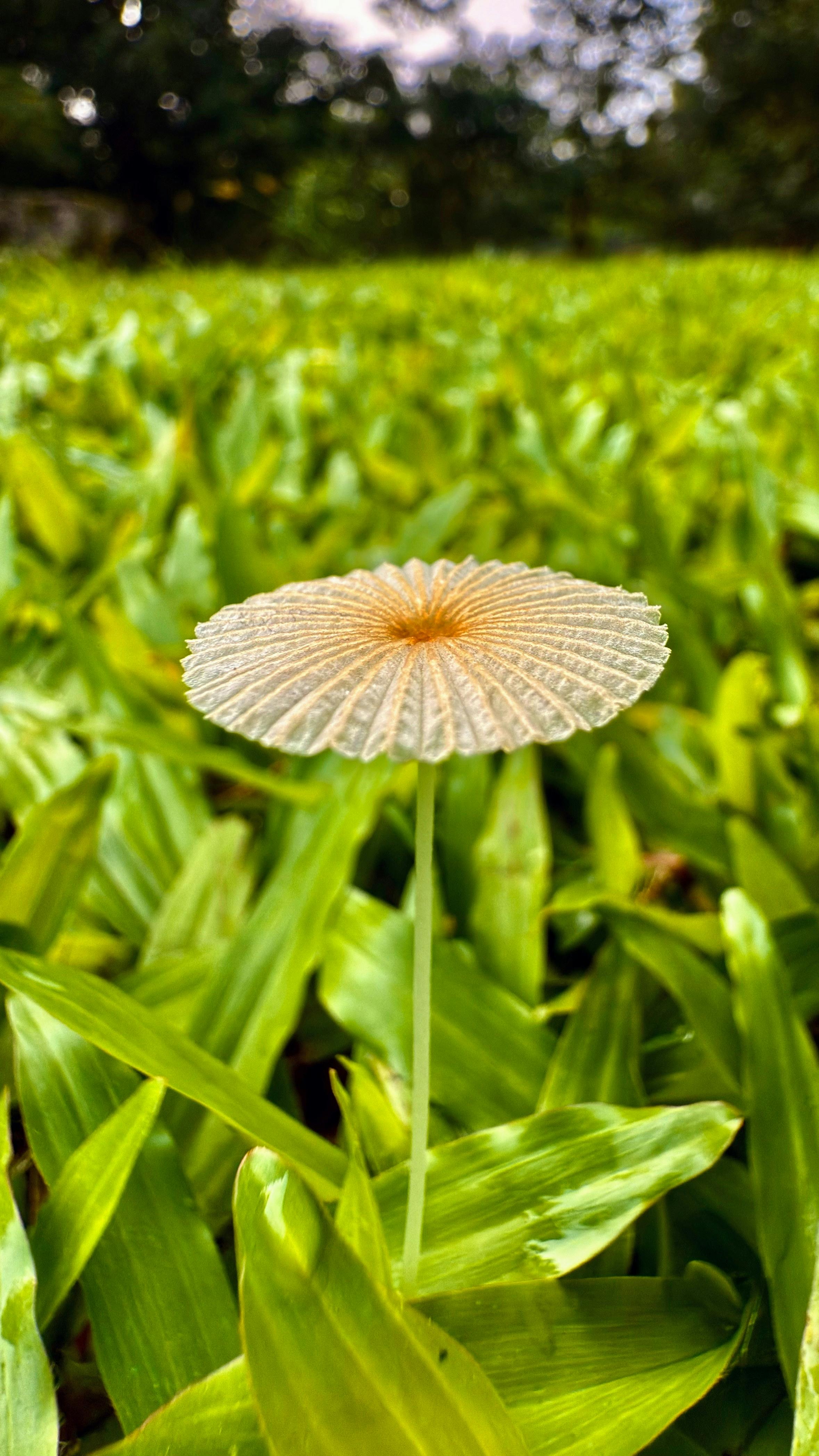Delicate mushroom in vibrant green field, sign of nature's beauty.