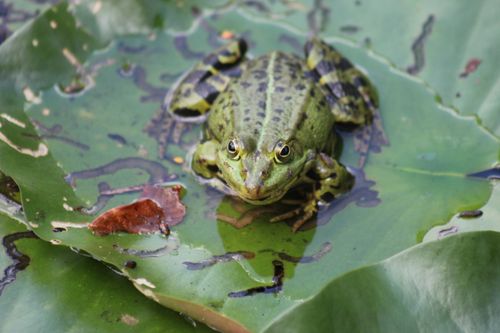 Free Close-up of a green frog resting on a lily pad in a serene pond setting. Stock Photo