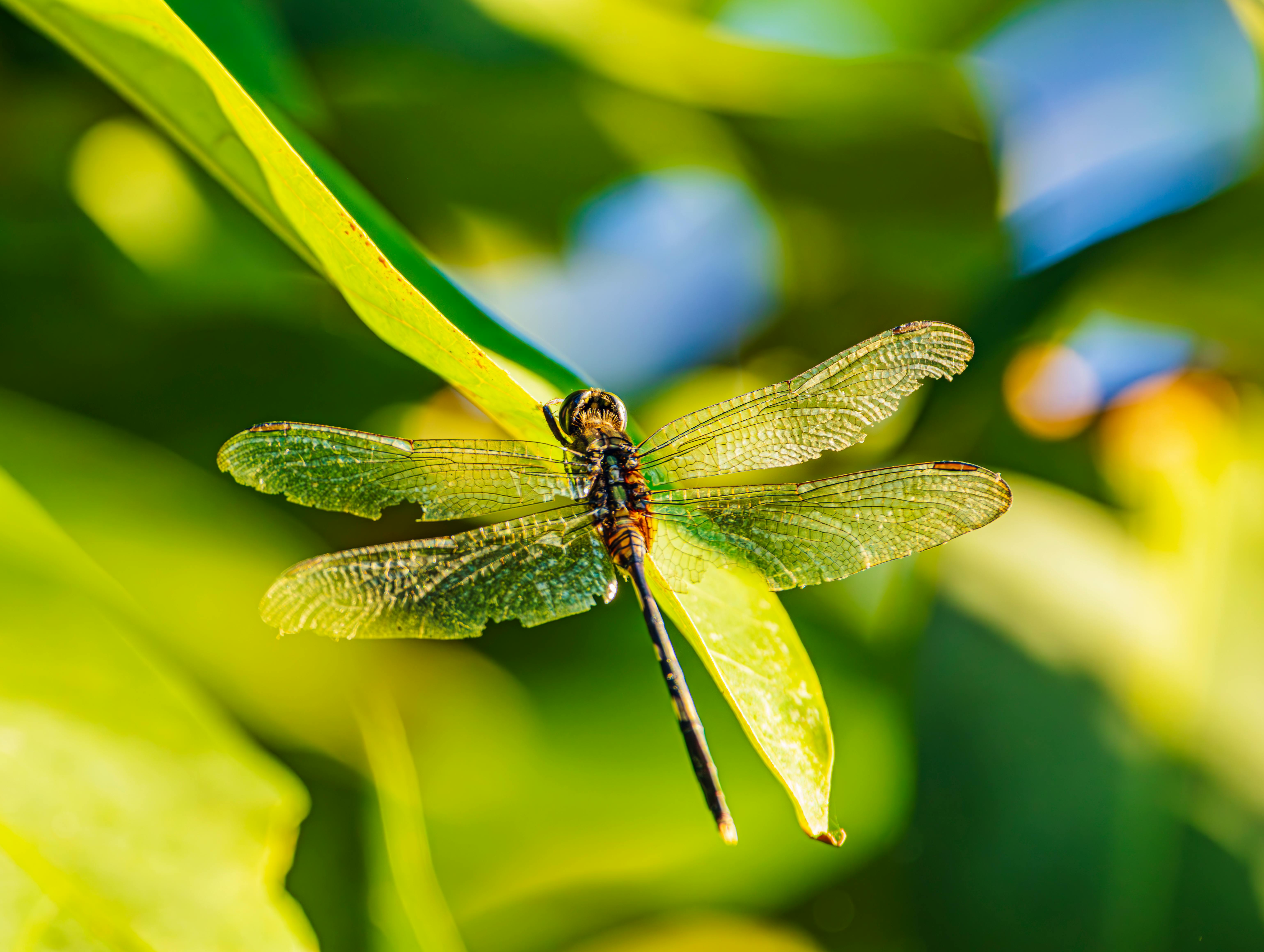 close up of dragonfly on leaf with sunlit wings