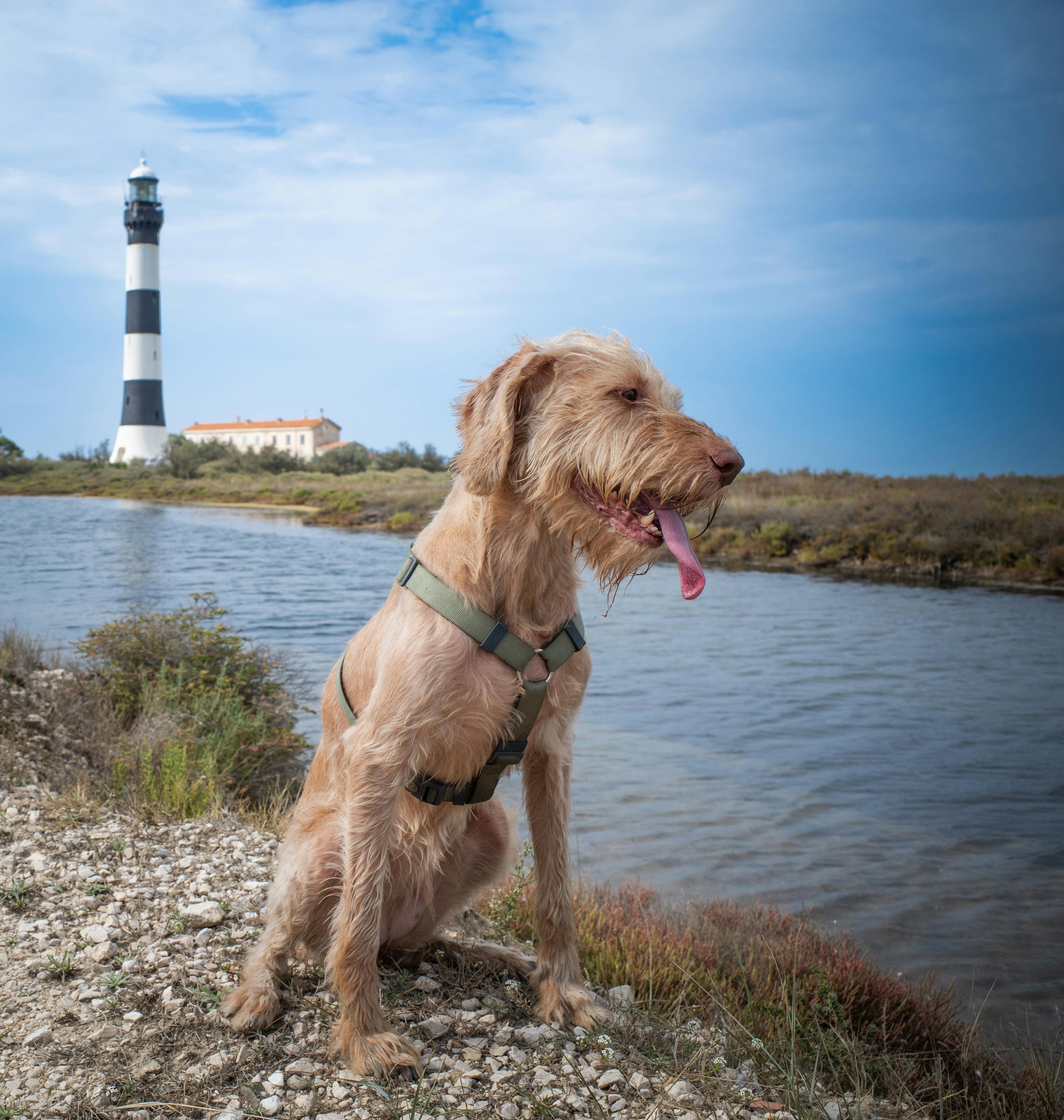 dog by coastal lighthouse with blue sky