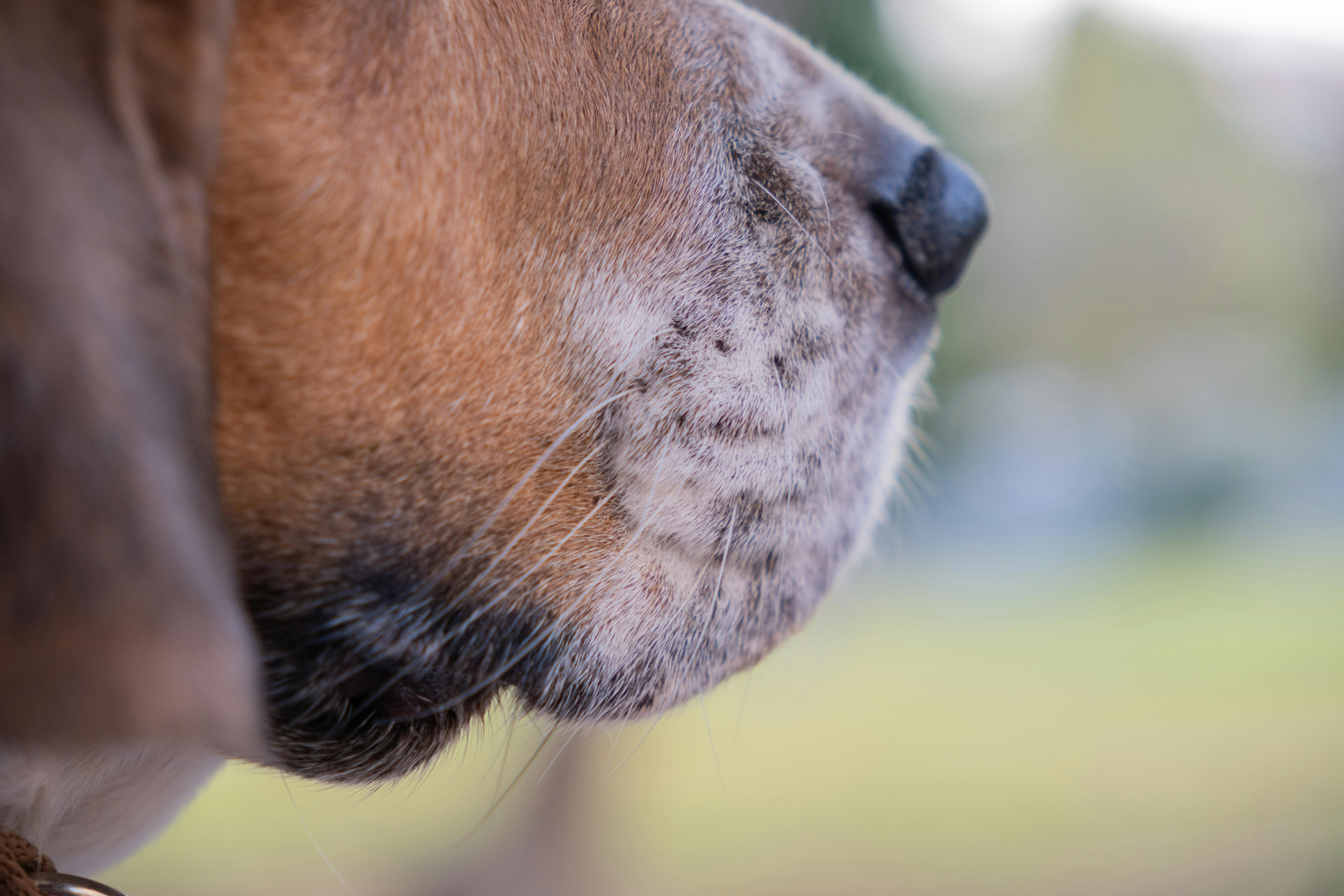 Closeup of Dog's Face Outdoors in İzmir · Free Stock Photo