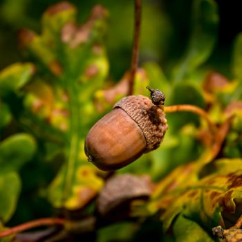 The Acorn – Vancouver, Canada