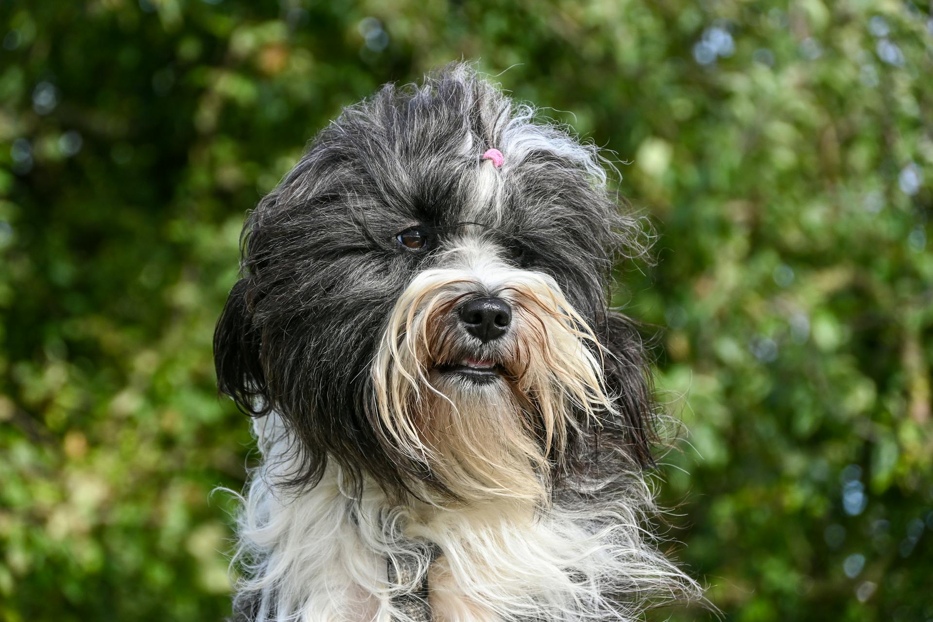 Tibetan terrier Veri