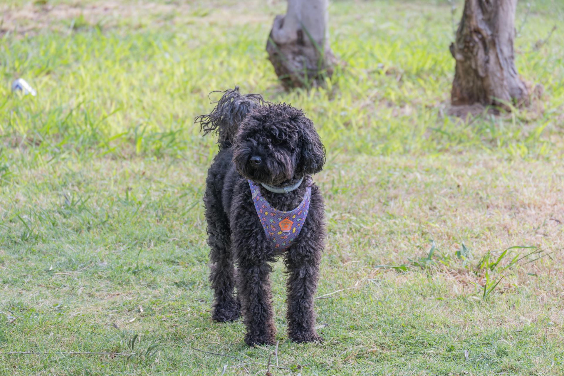 Black Poodle in İzmir Park Setting