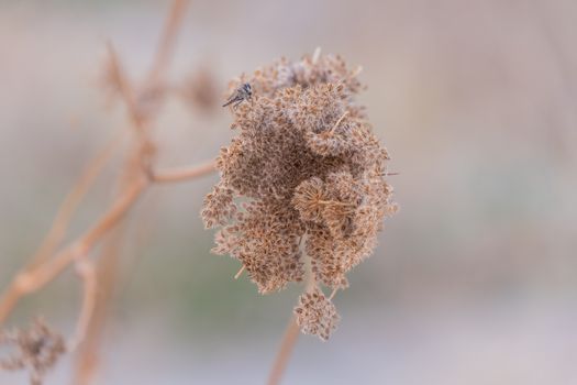 Close-up of Dry Queen Anne's Lace in İzmir