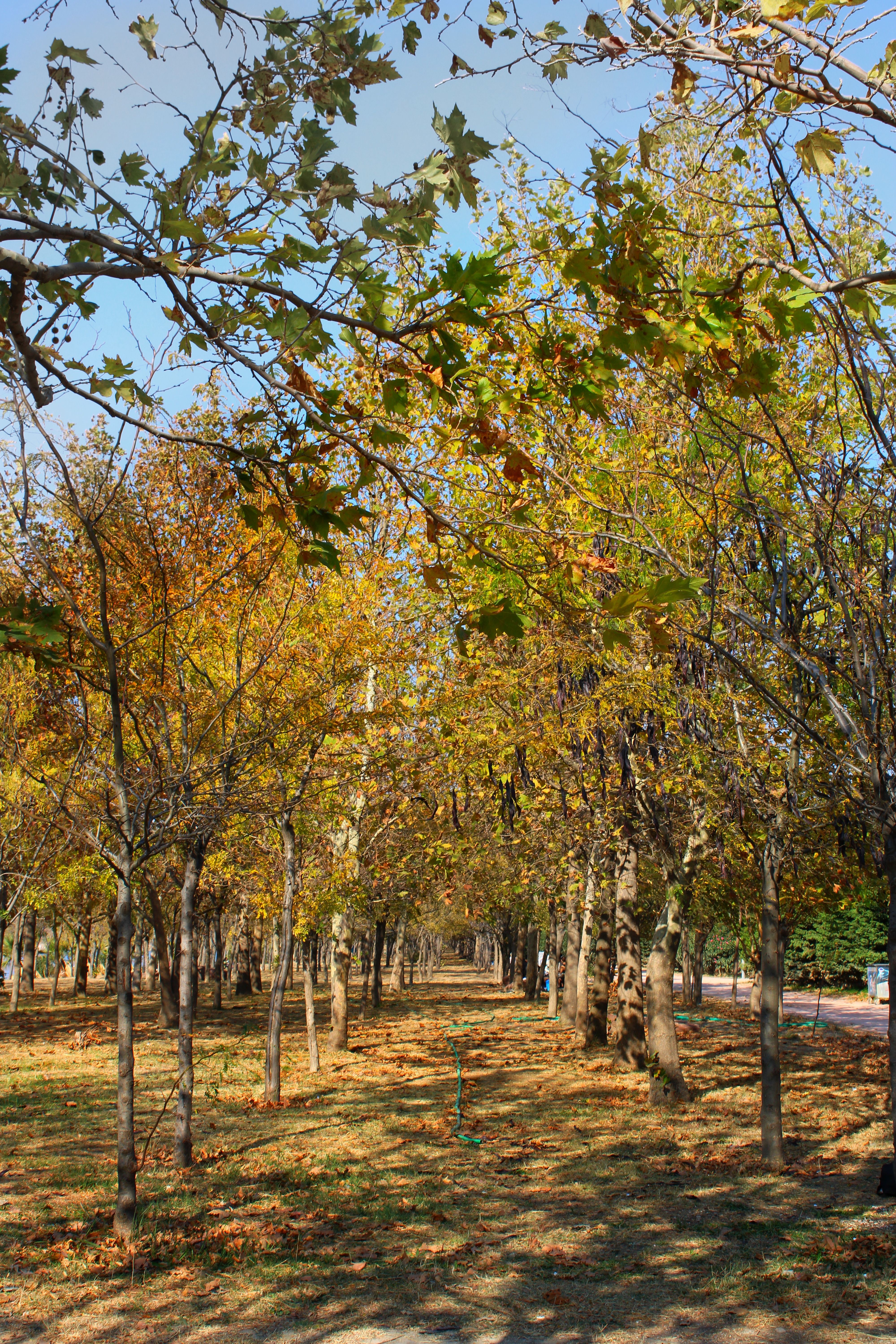 Serene Autumn Forest Path with Falling Leaves · Free Stock Photo