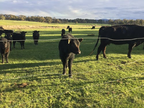 Δωρεάν στοκ φωτογραφιών με χαριτωμένη αγελάδα