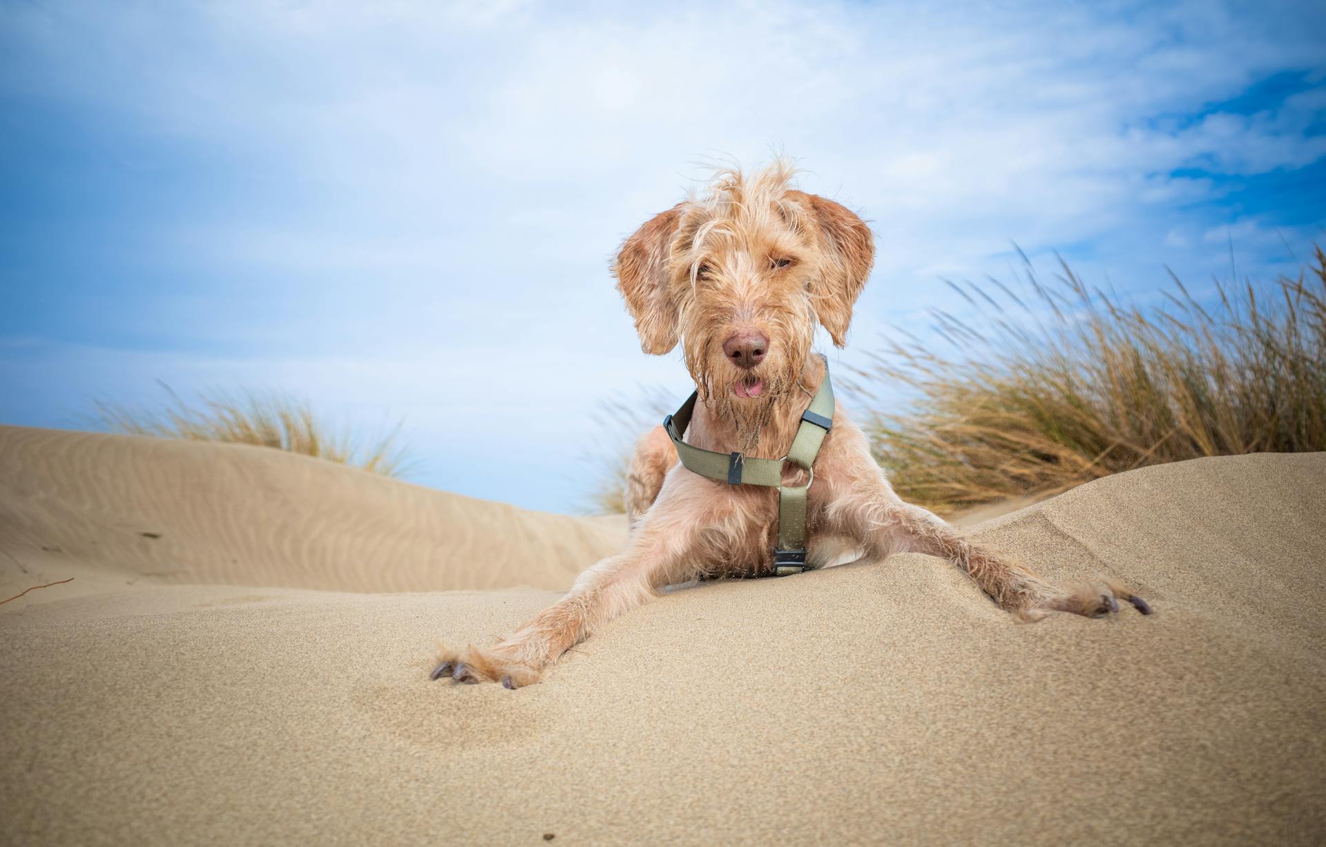 Cute Dog Relaxing on a Sandy Beach