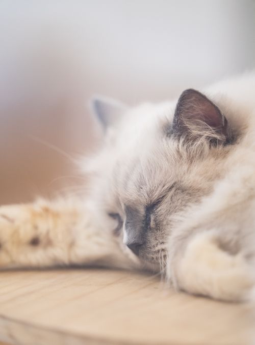 Free A serene, fluffy cat sleeping peacefully on a wooden surface. Stock Photo