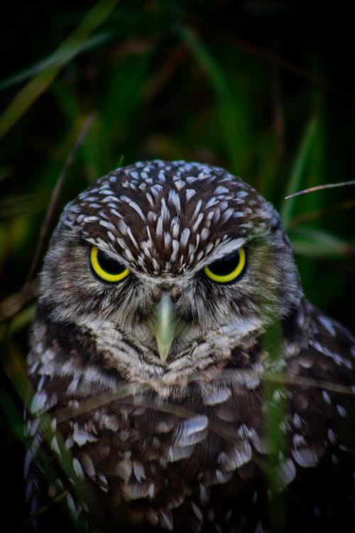 Free Close-up portrait of a burrowing owl with striking yellow eyes found in Miami, Florida. Stock Photo