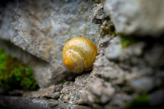 Macro photograph of a snail on a rocky and mossy surface, showcasing nature's textures.