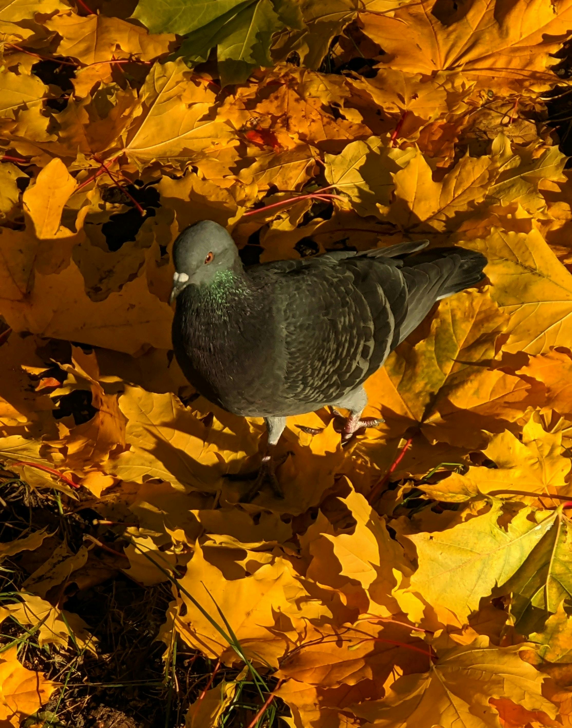 A city pigeon stands on bright yellow and orange autumn leaves, basking in sunlight.