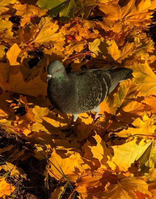 A city pigeon stands on bright yellow and orange autumn leaves, basking in sunlight.