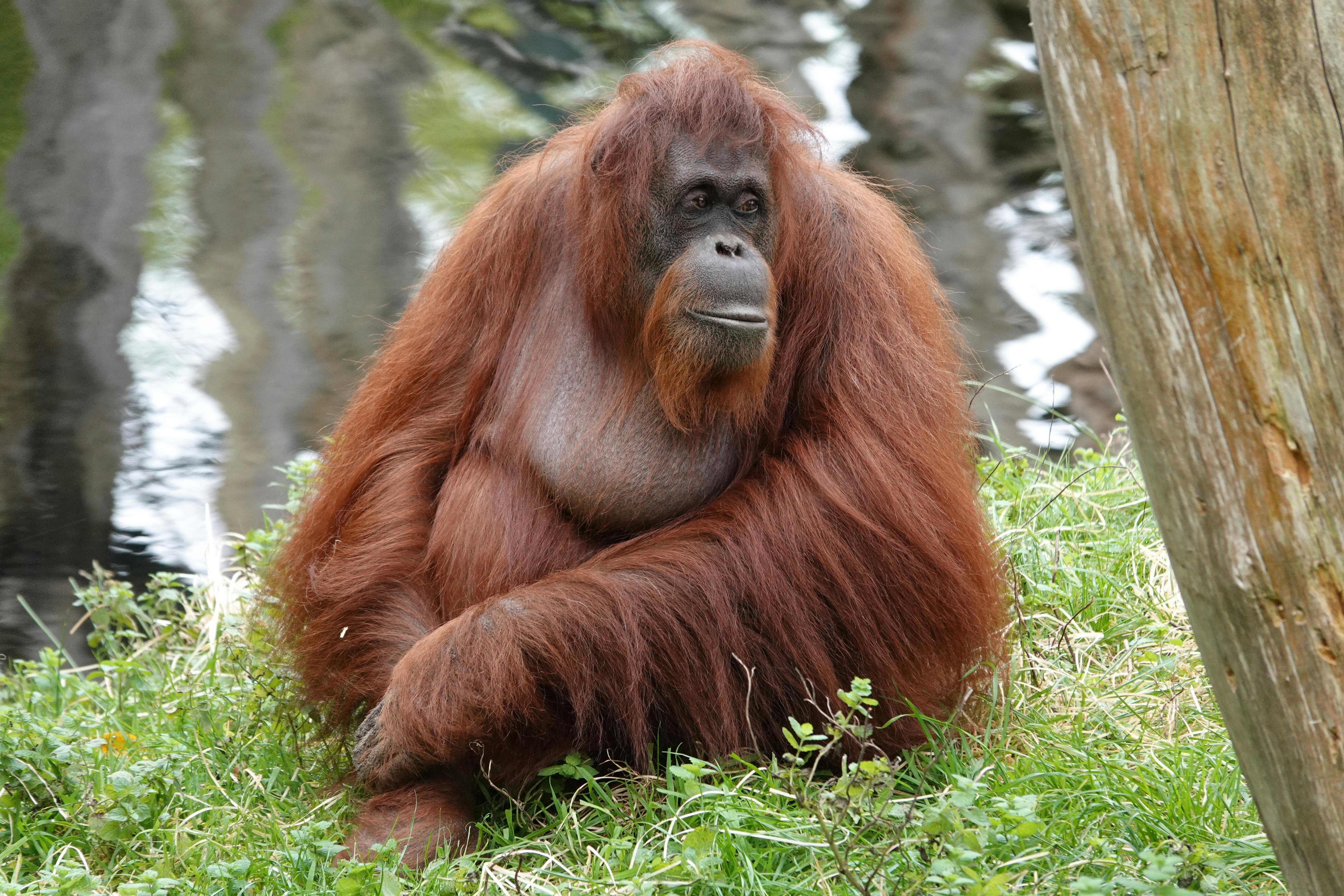 majestic orangutan resting in lush habitat