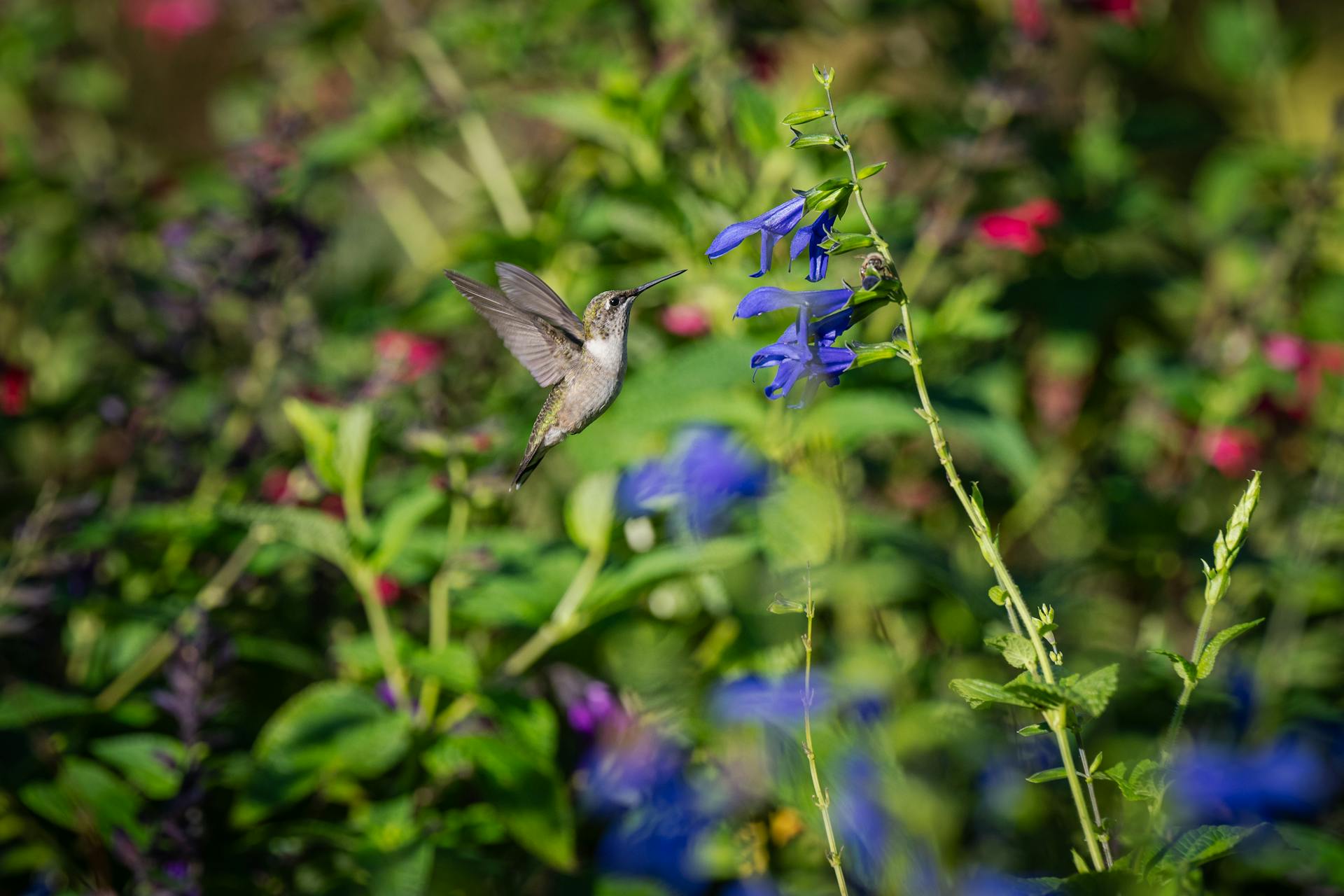 A hummingbird hovers near bright blue flowers in a lush, colorful garden.