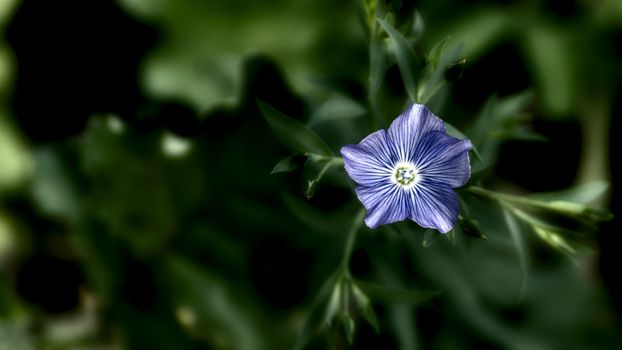 A stunning close-up of a blue wildflower in a lush, green outdoor setting.