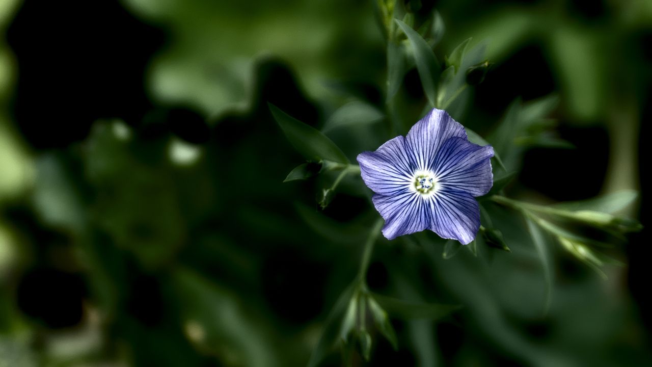 a stunning close up of a blue wildflower in a lush green outdoor setti