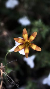 Close-up of a vibrant yellow flower, showcasing its delicate petals in a natural setting.