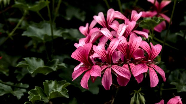 Close-up of vibrant pink geraniums in a lush Bavarian garden setting.