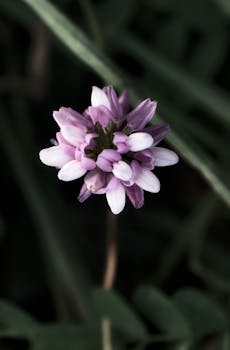 Close-up of a purple crown vetch (Securigera varia) in a lush Bavarian forest.