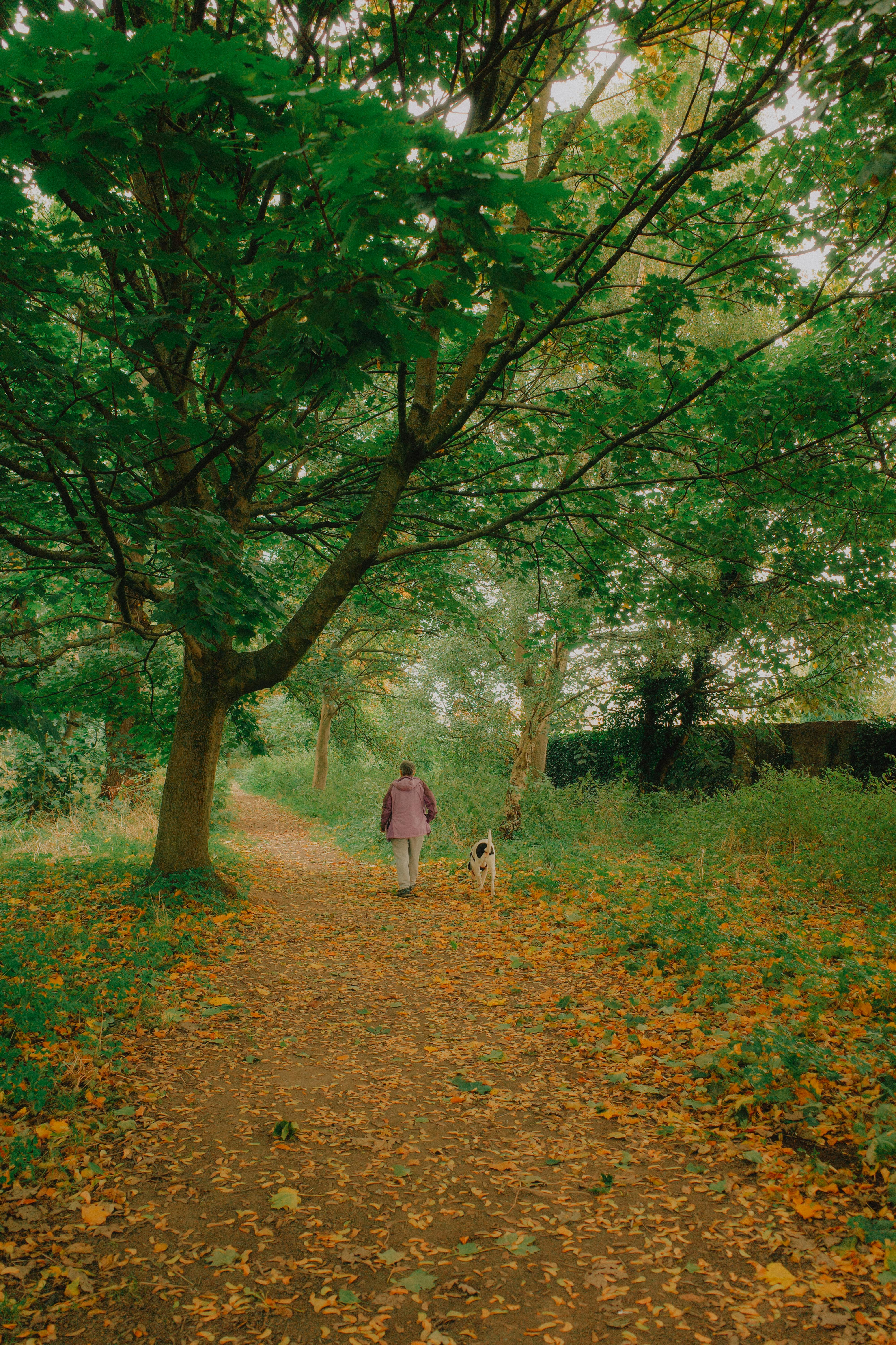 Tranquil autumn walk with dog on leaf-covered forest path.