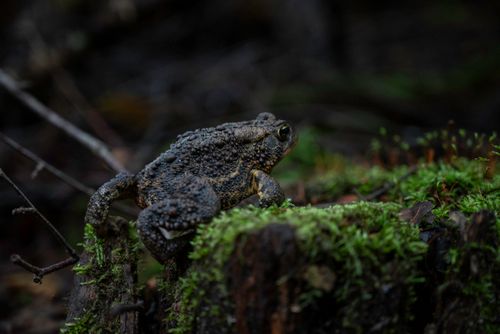 Free Close-up of a brown toad resting on a moss-covered stump in a forest setting. Stock Photo