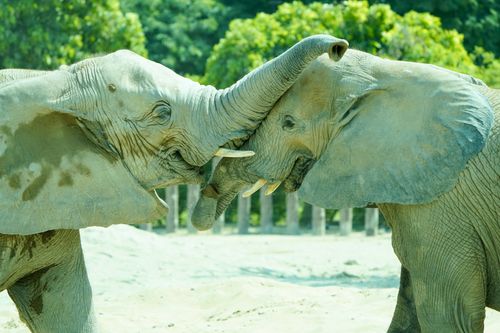 Free Two African elephants playfully interacting with tusks in a natural setting. Stock Photo