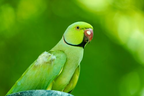 Free Close-up of a vibrant green parrot with blurred green background. Stock Photo