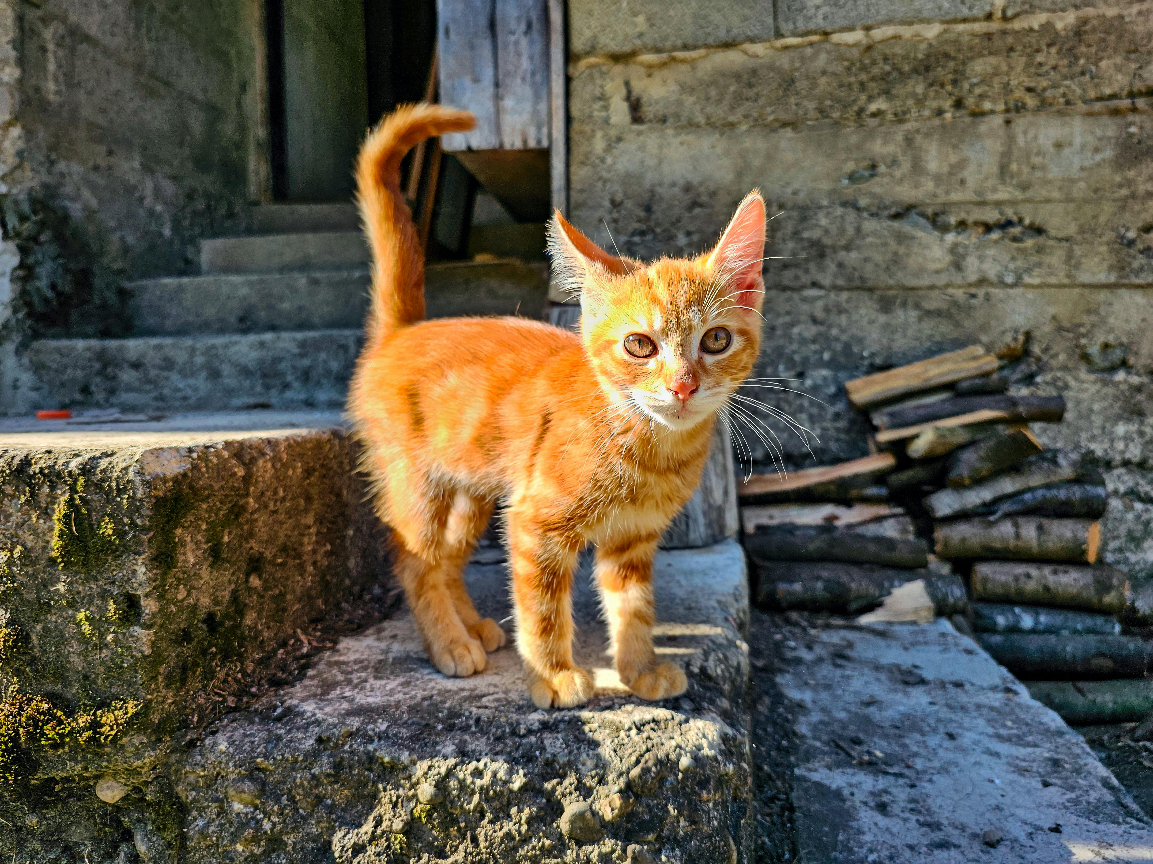 Katzentoilette reinigen