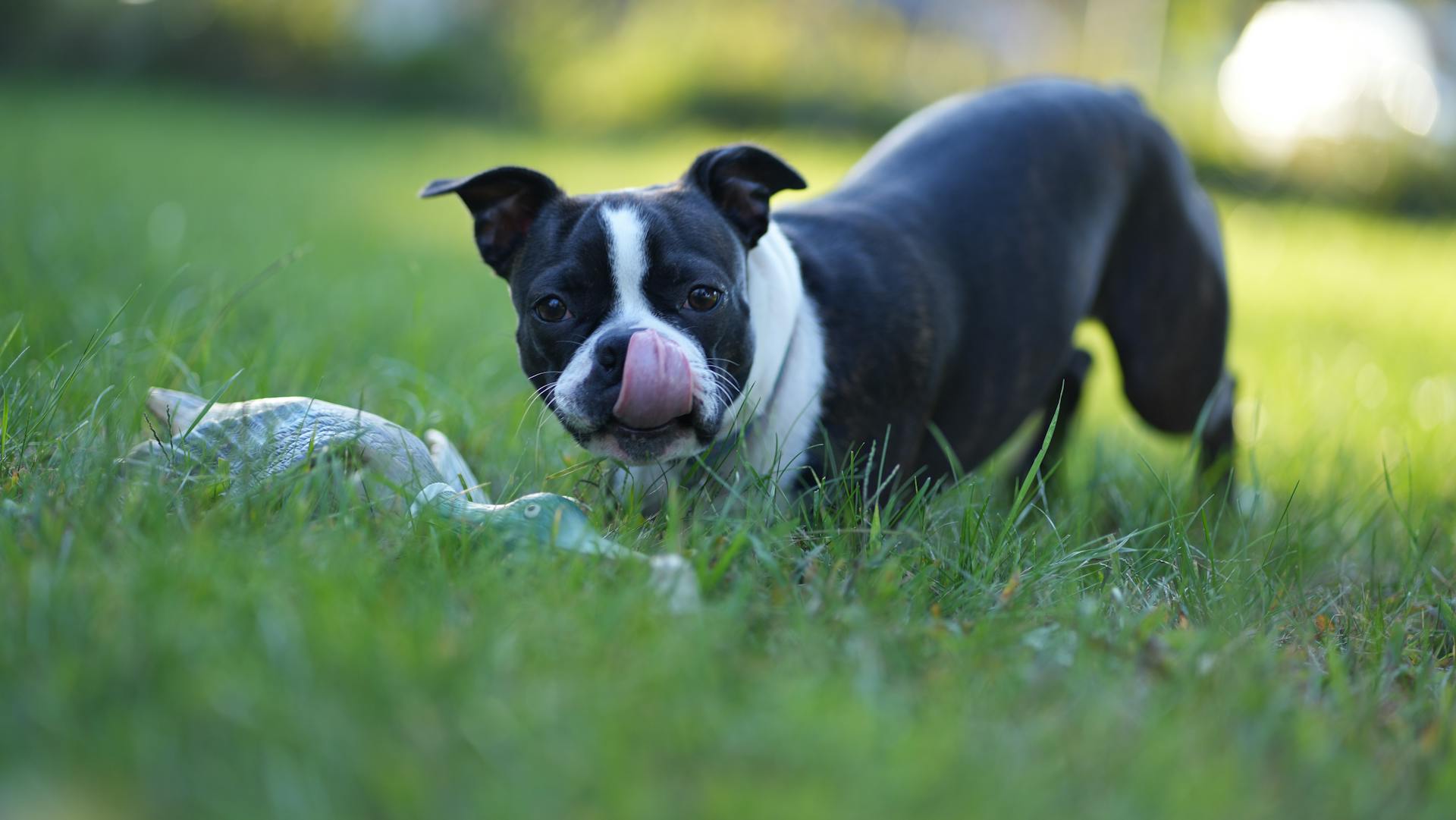 Boston terrier puppy