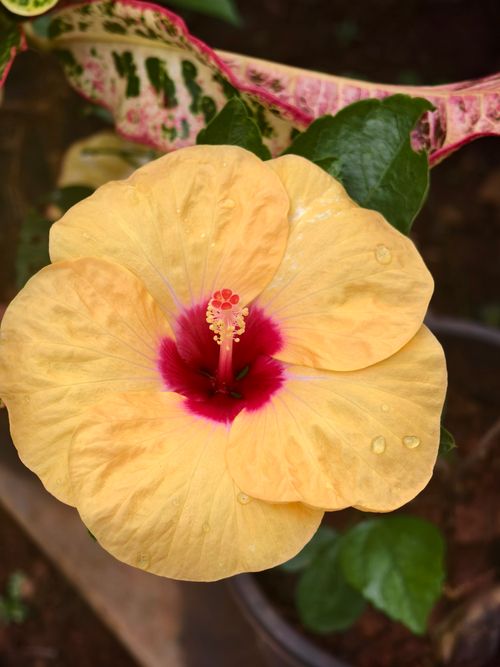Vibrant Yellow Hibiscus in Bloom Outdoors · Free Stock Photo