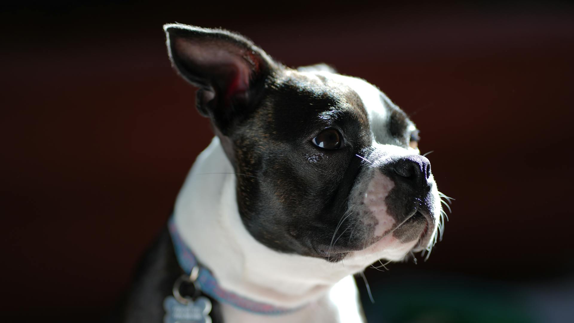 Boston terrier puppy