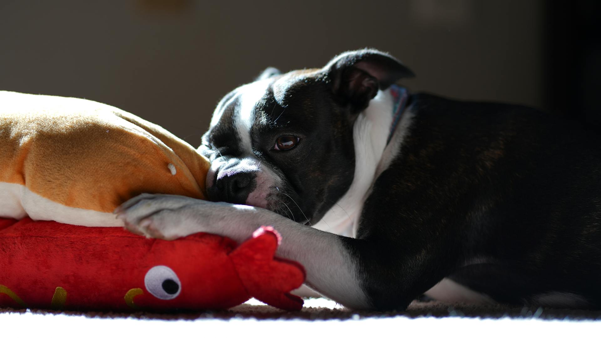 Boston terrier puppy