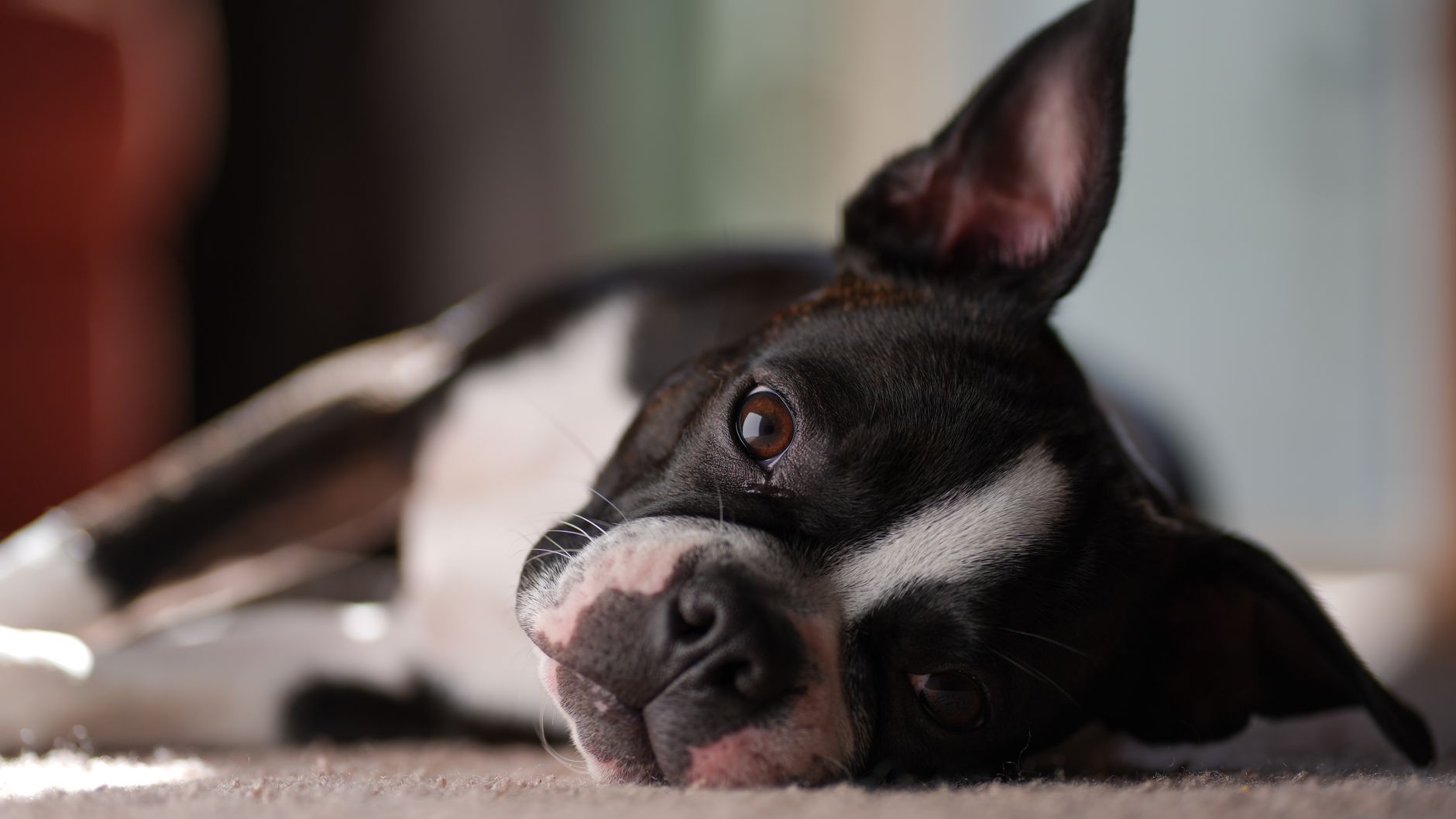 Close-up of a Boston Terrier lounging indoors, showcasing its adorable floppy ears.